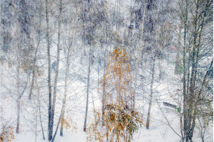 Winters park snowflakes falling, a Nature Photo by darksoul72
