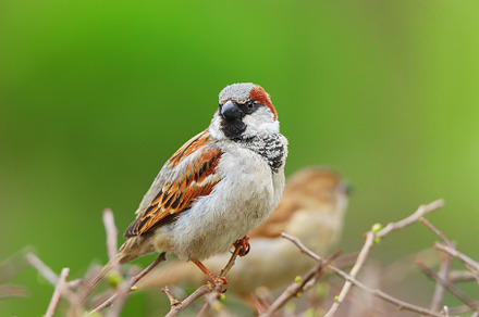 closeup of a House sparrow standing, an Animal Photo by AlexBush