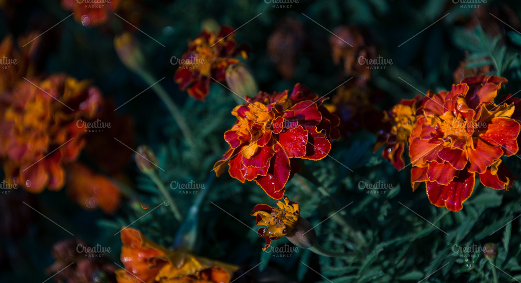Marigold flowers in the garden containing flower, orange, and marigold, a Nature Photo by HrastovaSiska