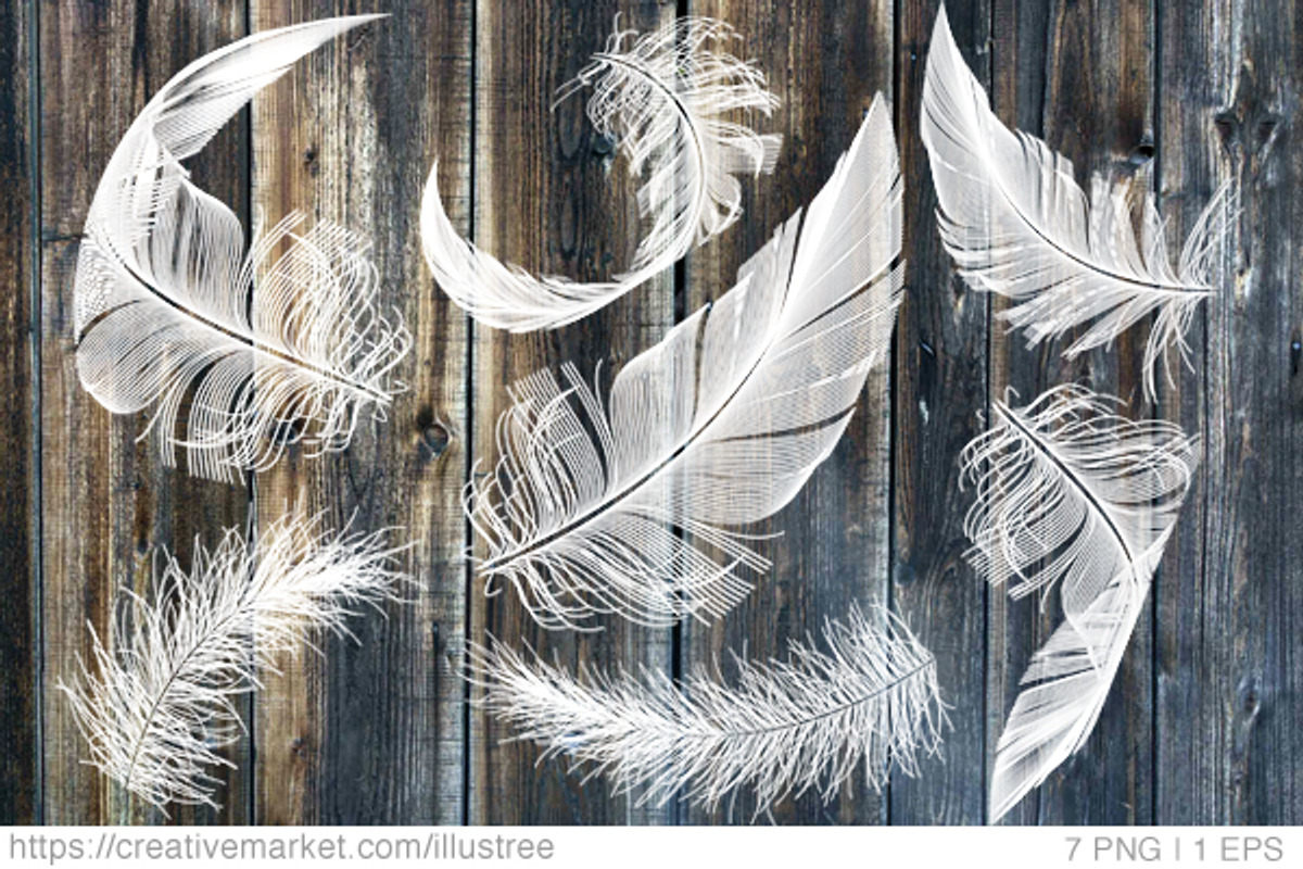 White feathers, vector set, an Animal Illustration by Illustree (Photo 1 of 2)