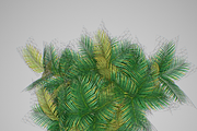 Pinanga coronata, an Environmental 3D Model by AndrewWhite (Thumbnail 20 of 25)