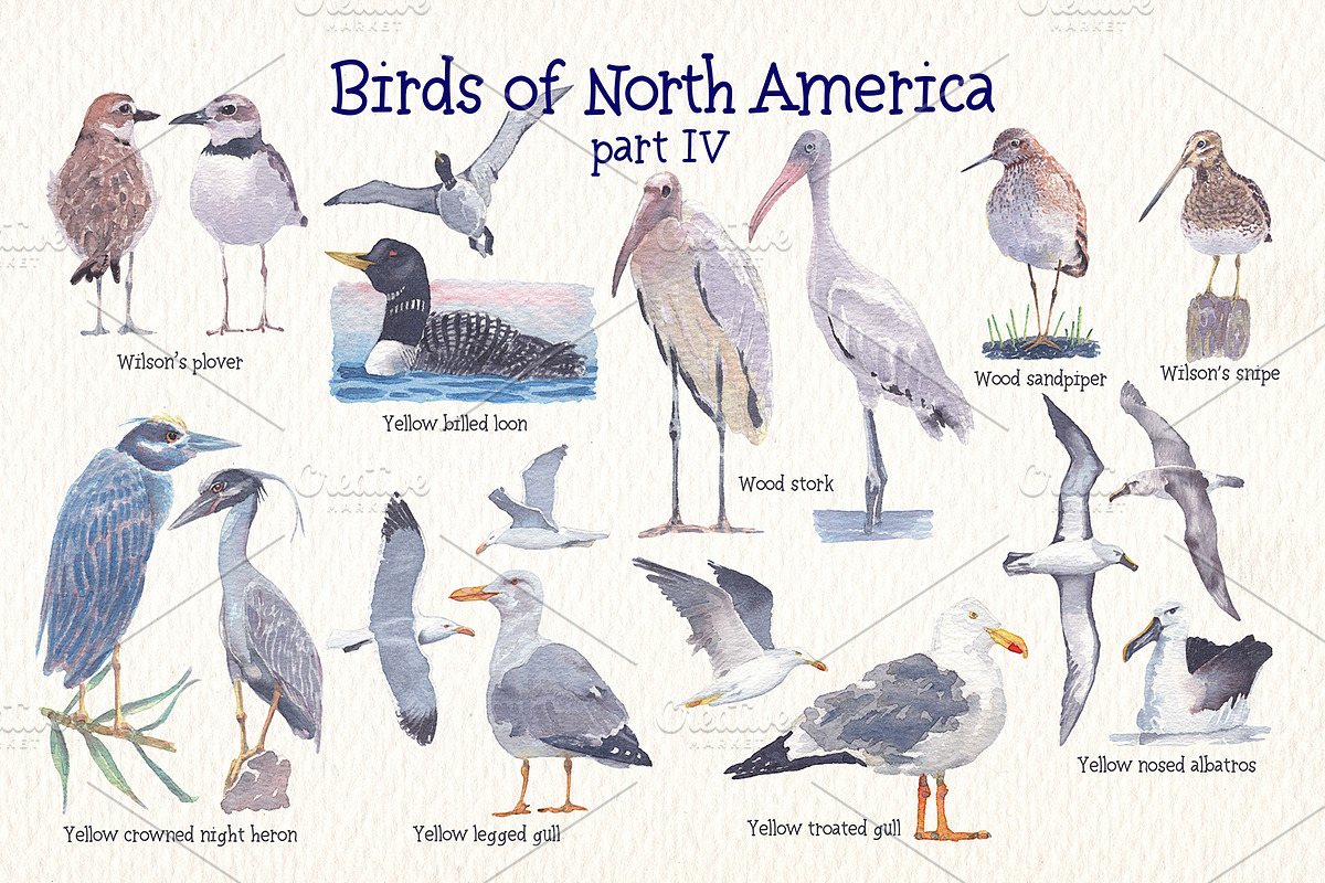 Birds of North America part 4, an Animal Illustration by Art & Things (Photo 5 of 6)
