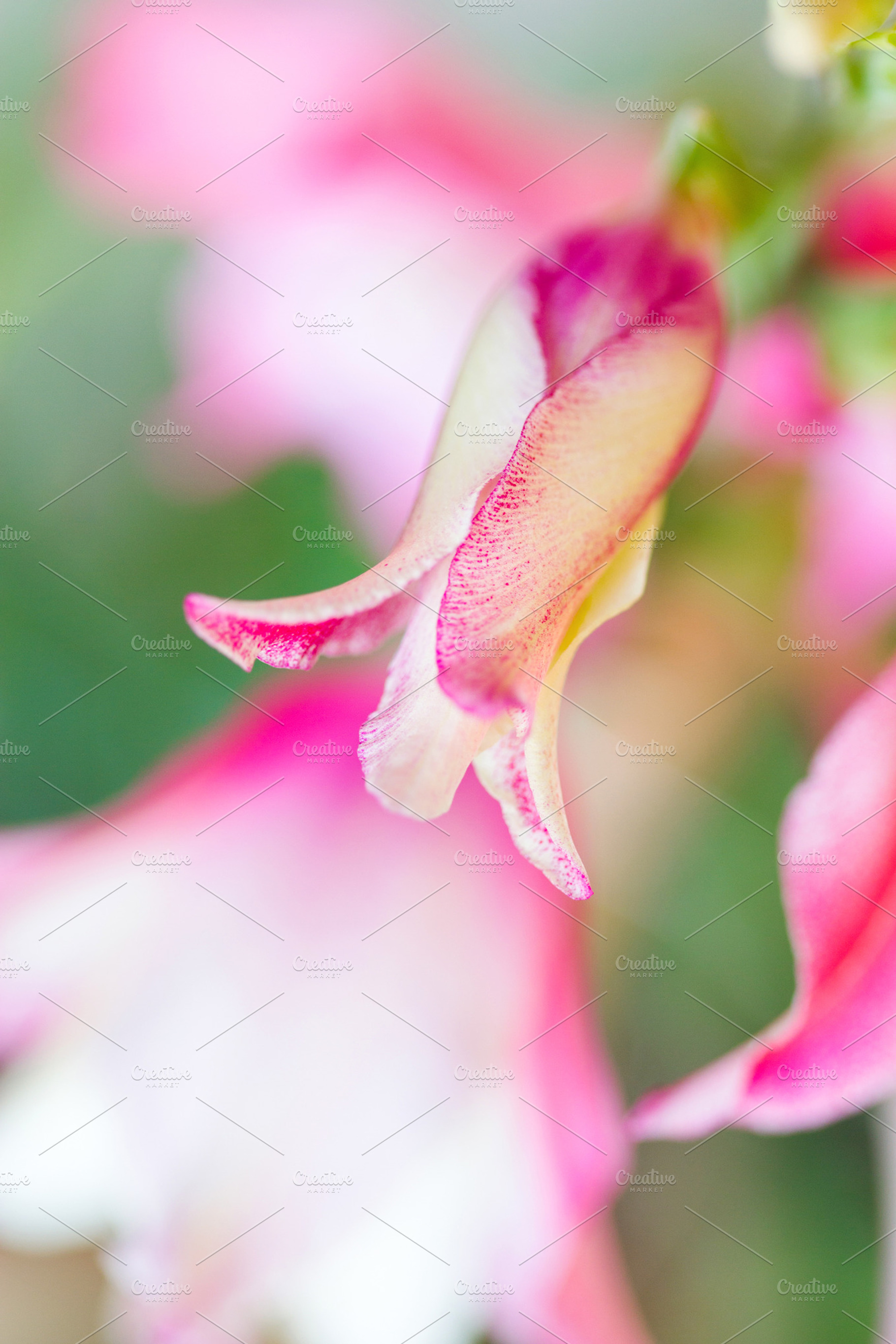Pink and vanille gladiolus galaxian, a Nature Photo by Maria Dattola Photography