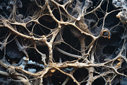 72 Microscopic Fungi Backgrounds, a Background Graphic by h.utomo (Thumbnail 68 of 72)