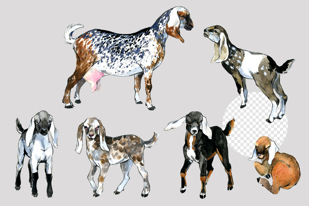 Anglo Nubian Goats: 16 Illustrations, an Animal Illustration by FineArt (Photo 5 of 6)
