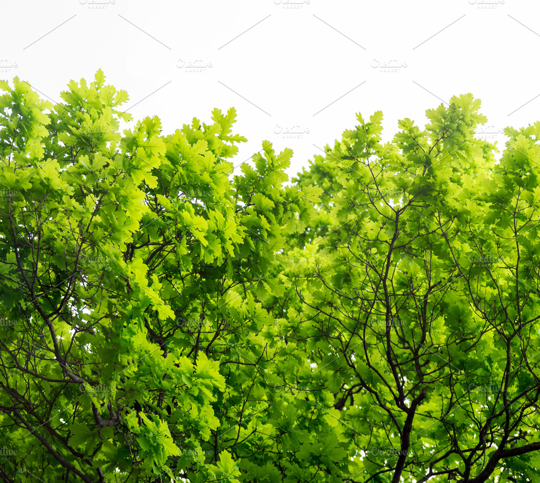 Oak Tree On White Background, a Photo by uncle-rico