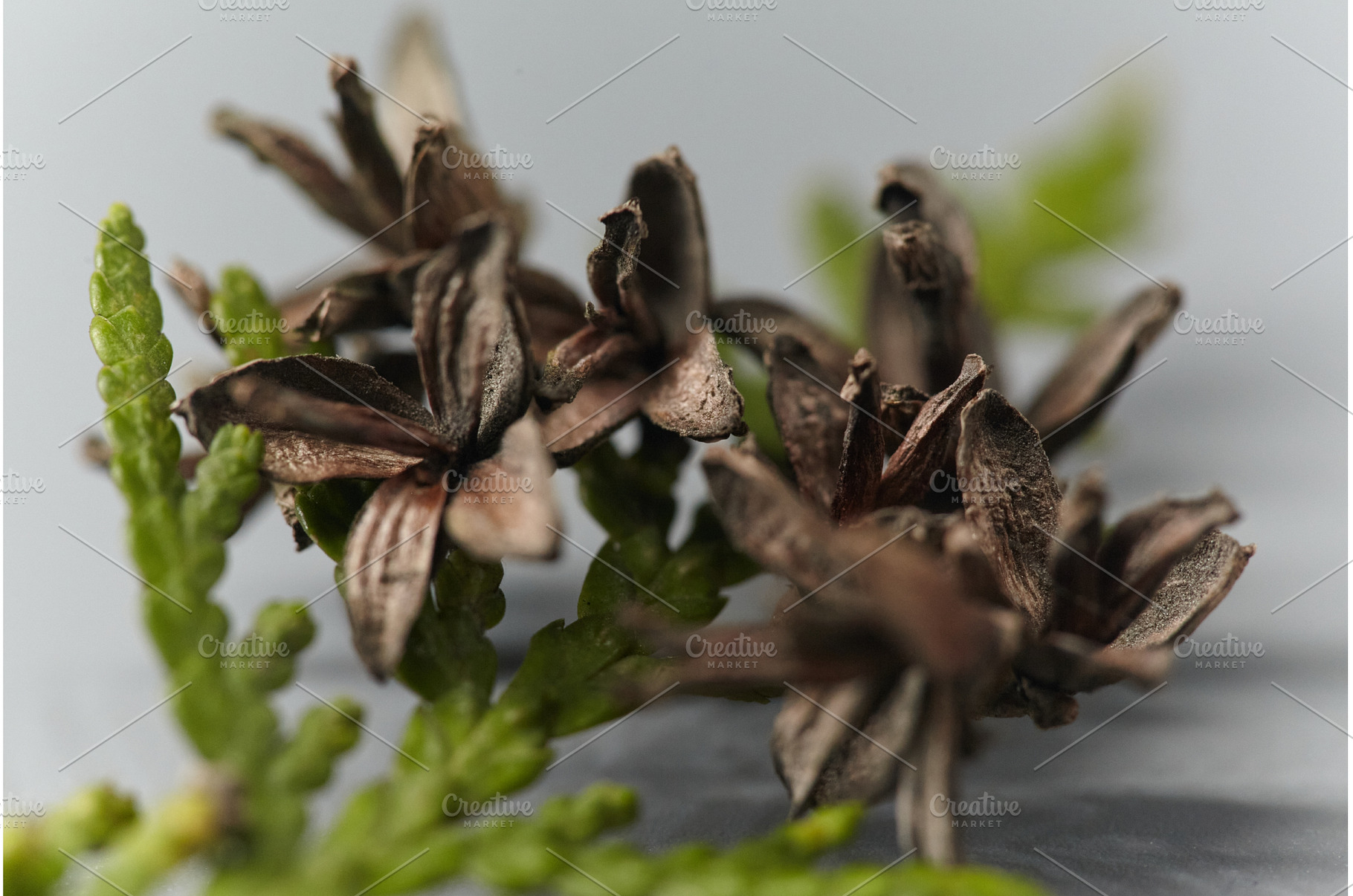 Close-up of brown, open cones and a, a Nature Photo by Rohan Photography
