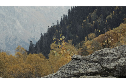 Autumn forest with mountains, a Nature Photo by Media Whale Stock