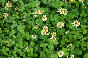 Clover blossoms flourish in a lush, a Nature Photo by darksoul72