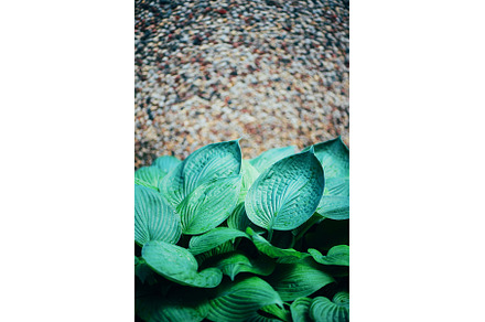 Natural green leaves background, a Nature Photo by Enjoy Photo