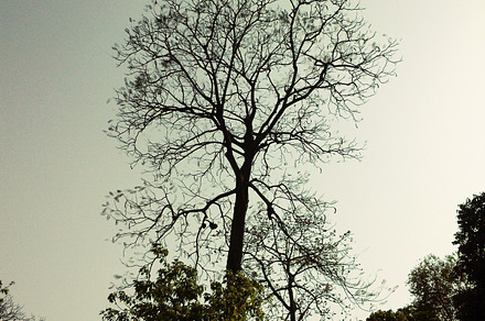Reborn of A Tree