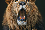 236 surprised animals, an Animal Photo by Handmadefont (Thumbnail 96 of 241)