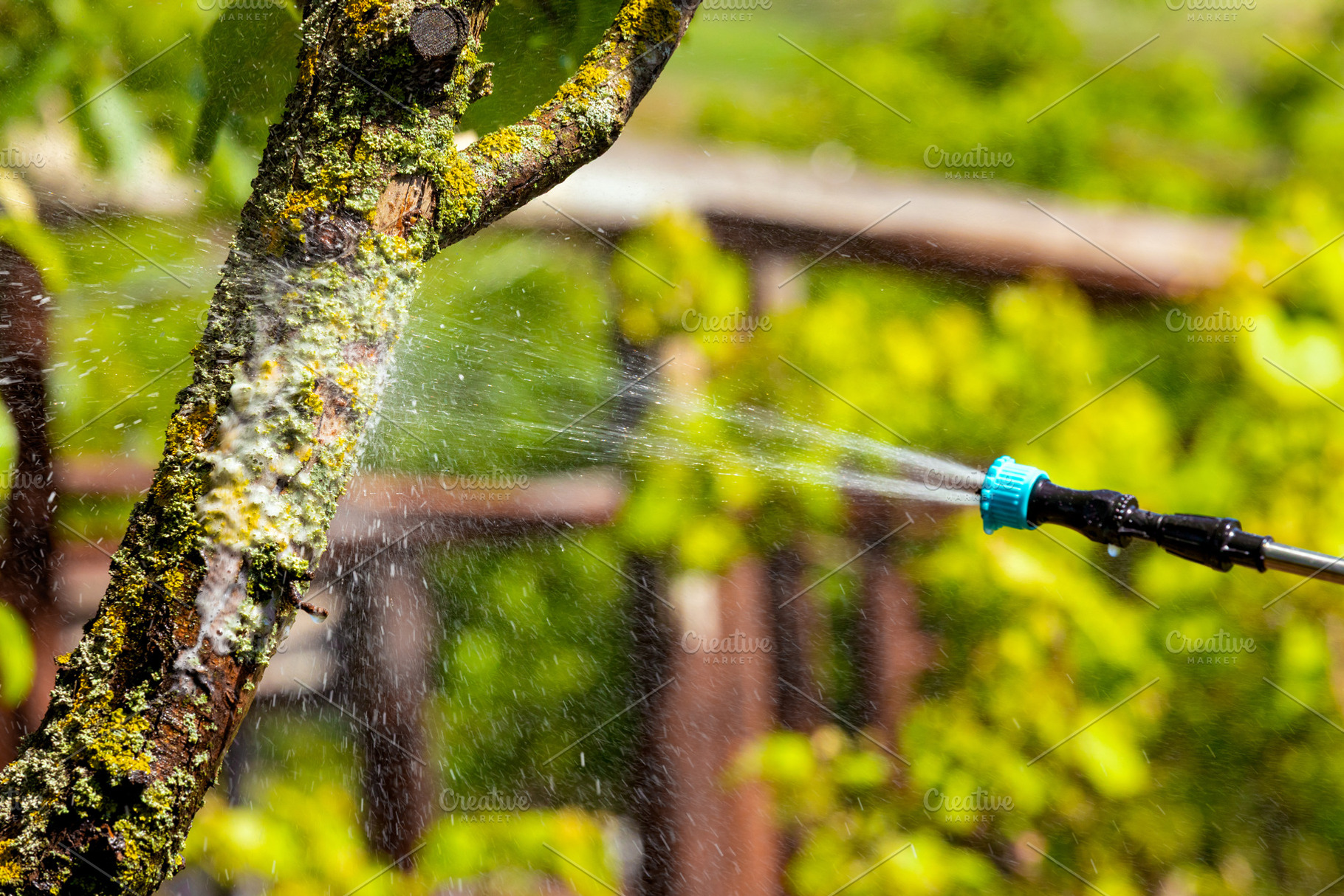 Close-up of tree trunk being sprayed with protective solution outdoors, highlig, a Nature Photo by Ales Munt