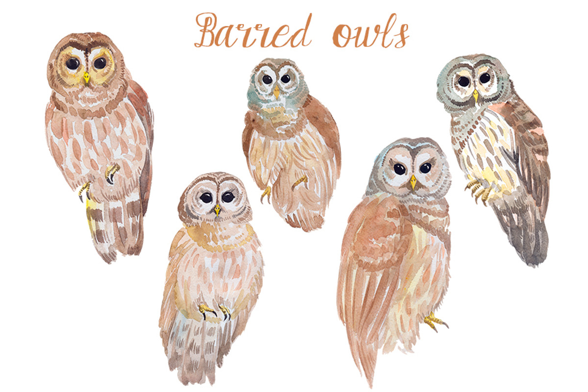 Watercolor Owls Bundle - 53 Owls, an Animal Illustration by YesFoxy (Photo 5 of 11)