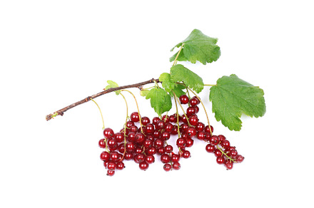 branch of ripe red currants isolated, a Food & Drink Photo by sabyna75
