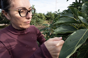 Woman harvesting avocados from a tree., a Person Photo by etorres69
