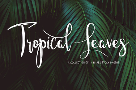 Green Exotic Tropical leaves bundle