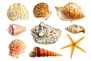Sea shells, a Texture Illustration by Sundra (Thumbnail 1 of 5)