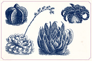 Vintage Cacti and Succulents, an Object Illustration by Mr Vintage (Thumbnail 9 of 11)