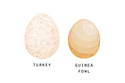 Different birds egg set, a Food Illustration by Good Studio (Thumbnail 4 of 5)