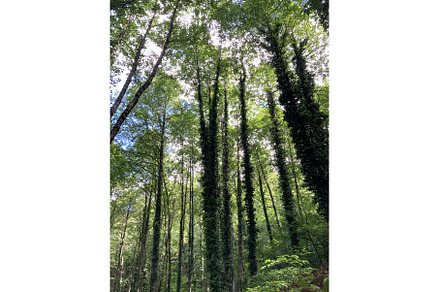 Forest and jungle thickets. Bottom, a Nature Photo by Canatic