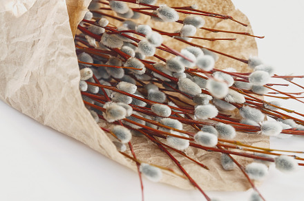 A bouquet of willow seals lies on old kraft paper, in retro styl, a Nature Photo by TanaCh