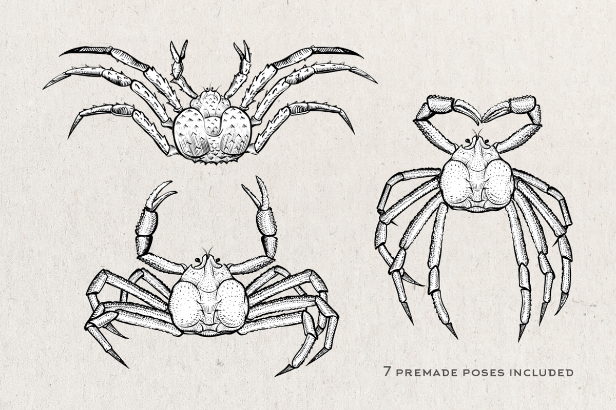 Crab Sketch Editable illustrations, an Object Graphic by Aquatinta (Photo 7 of 11)