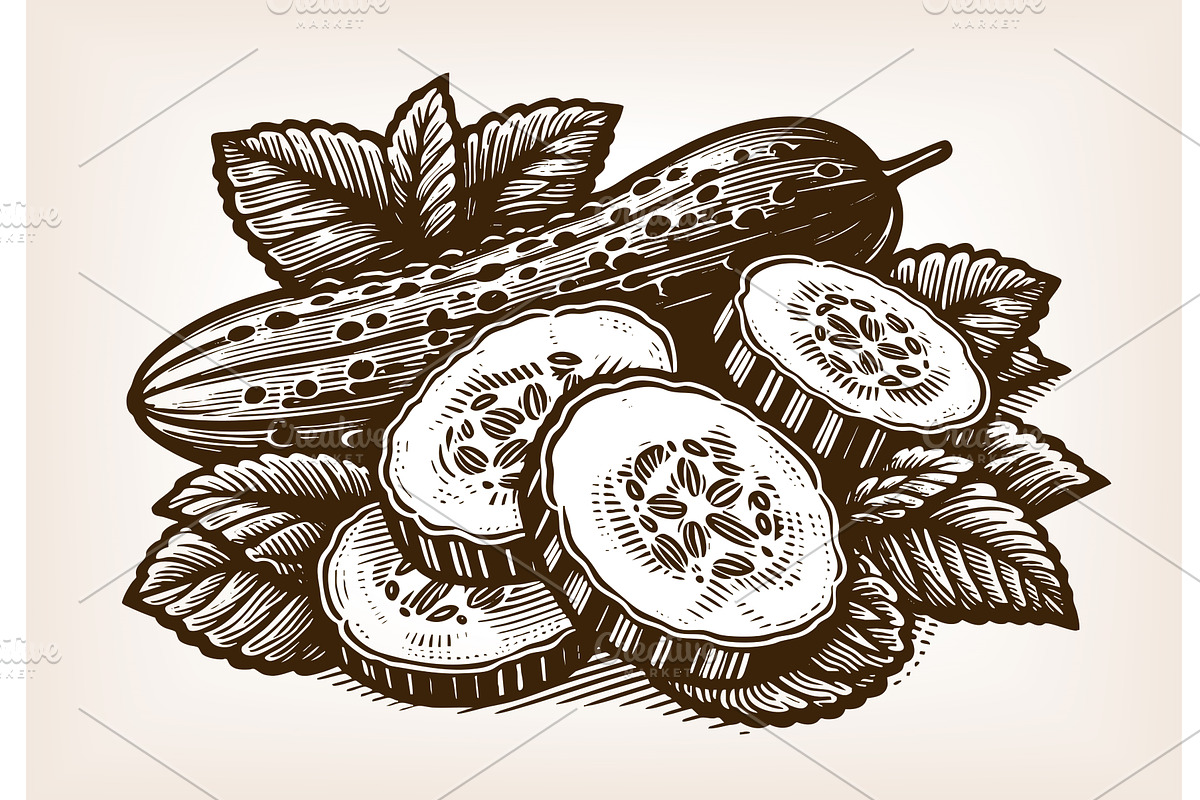 whole and sliced cucumbers vector, a Food Illustration by AlexArt