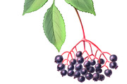 Elder Plant Botanical Illustration, an Illustration by Anna Repp Illustration (Thumbnail 4 of 7)