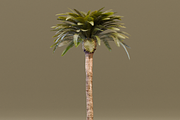 The Date Palm Tree, a Plants & Tree 3D Model by FuturePastCreatives (Thumbnail 6 of 6)