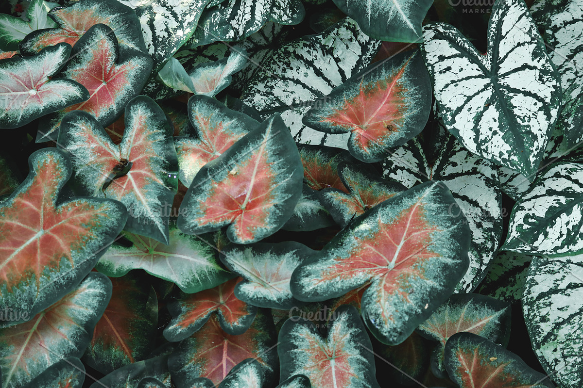 Tropic | Tropical Green Photo Bundle, a Nature Photo by MDSN Design (Photo 10 of 16)