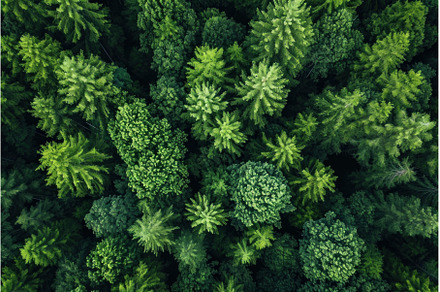 Lush green forest canopy from above, a Background Photo by Ylivdesign