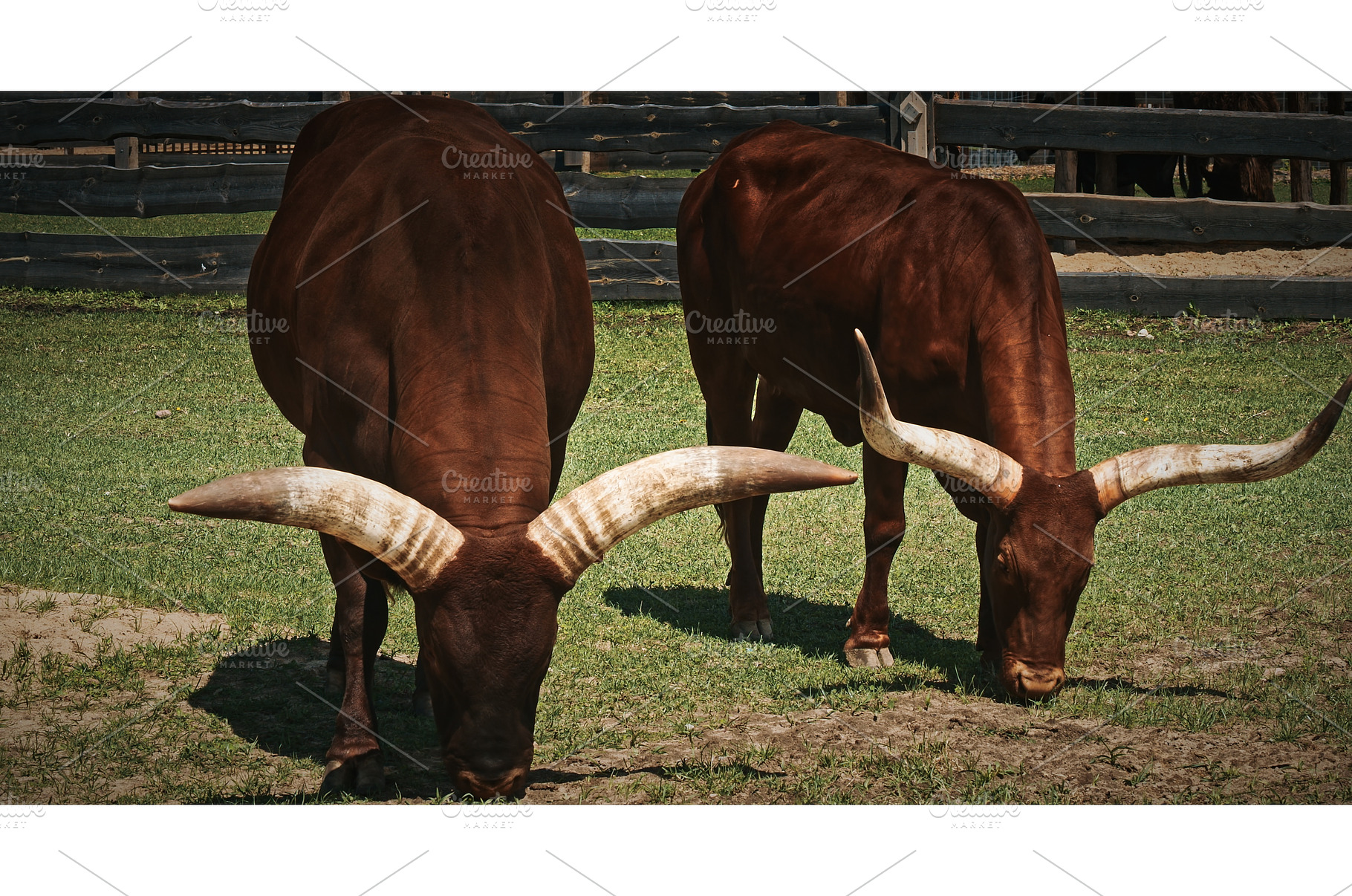 Large Cattle Grazing on Lush Green, an Animal Photo by Our Amazing World