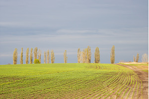 Rows of young green winter wheat, a Nature Photo by Pakosta