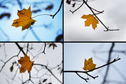 28 autumn nature photo pack, a Nature Photo by pictures for you (Thumbnail 3 of 7)