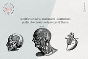 Vintage Bundle - 6600+ Illustrations, an Animal Illustration by Nomad Visuals (Thumbnail 45 of 45)