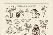 FOREST TREASURES illustrations, a Seasonal Illustration by Crocus Paperi (Thumbnail 2 of 8)
