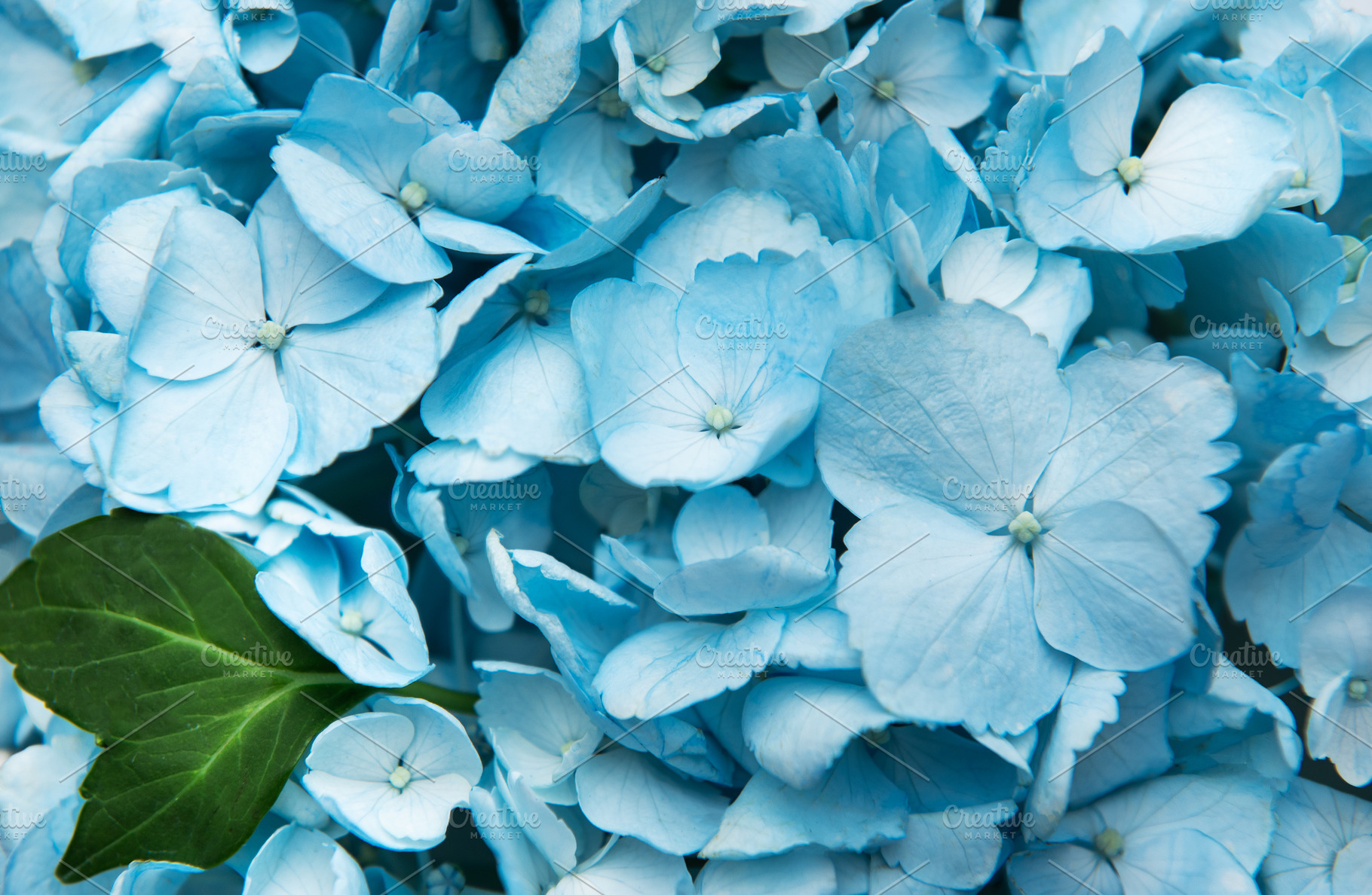 Blue hydrangea flowers blooming with green leaf macro, a Nature Photo by Olena Rudo