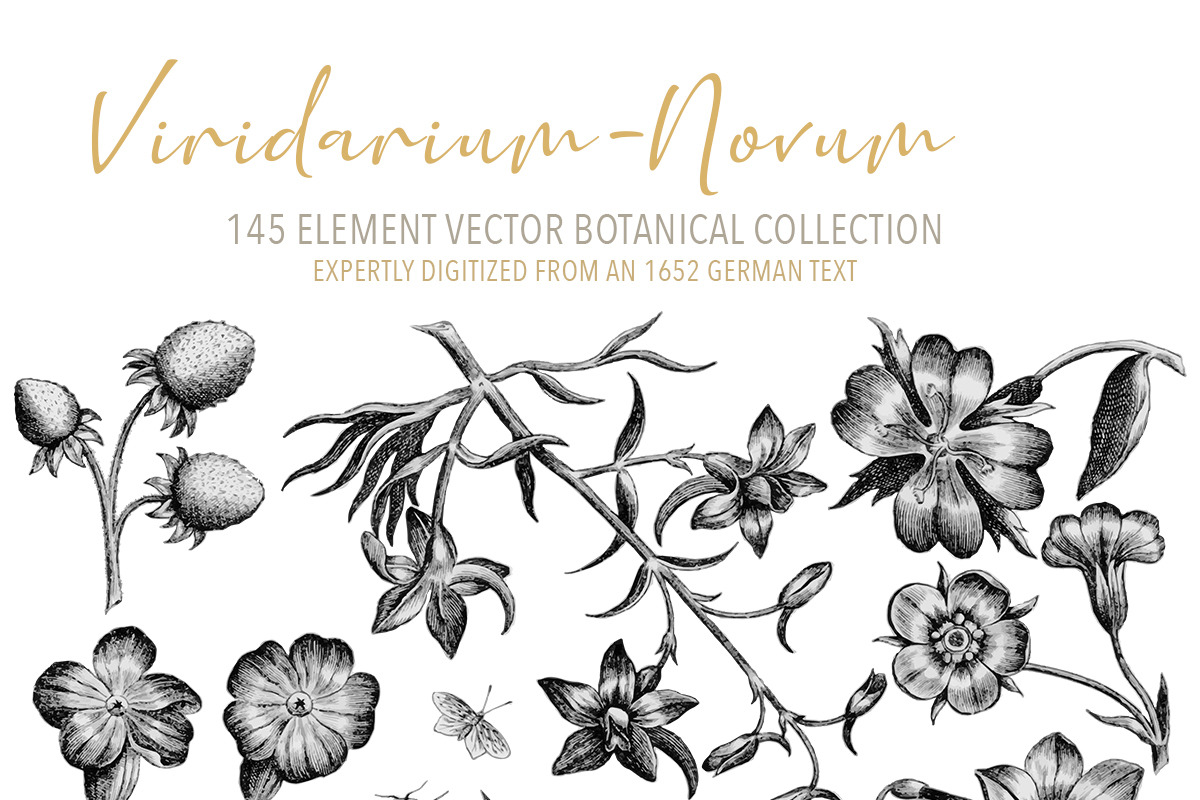Vintage Engraved Botanical Elements, an Illustration by Jennadesigns (Photo 9 of 12)