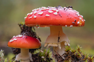 autumn forest among fields, a Photo by Pictures for you!!!!!!!!!