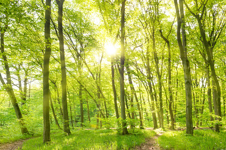 Morning in sunny forest containing forest, green, and landscape, a Nature Photo by Vapi