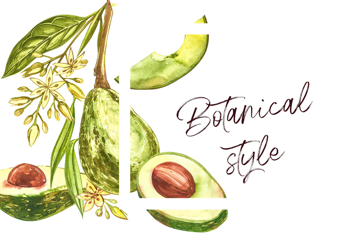Avocado in botanical style, a Food Illustration by Ann Astro (Photo 3 of 13)