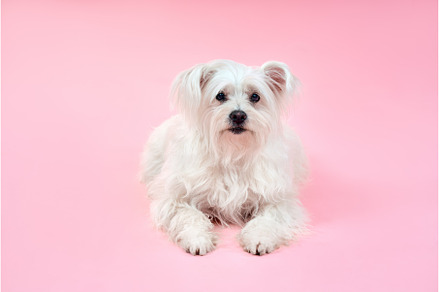 Portrait of adorable white fluffy, an Animal Photo by Gladkov photography