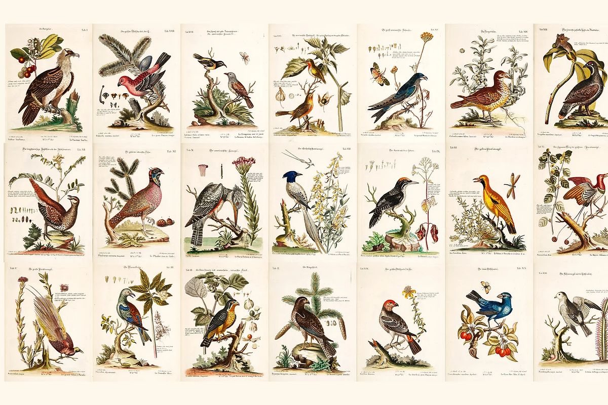 100+ Johann Michael Seligmann, an Animal Illustration by Digital Museum (Photo 1 of 10)
