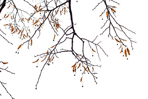Tree branches isolated on the white containing wood, isolated, and nature