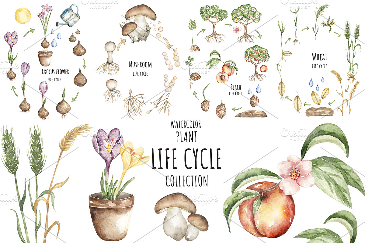 Watercolor Life Cycle Bundle, an Education Illustration by MayaNavits (Photo 9 of 22)