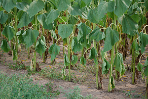 A row of wilting sunflowers with drooping green leaves on dry, c, a Nature Photo by ndanko