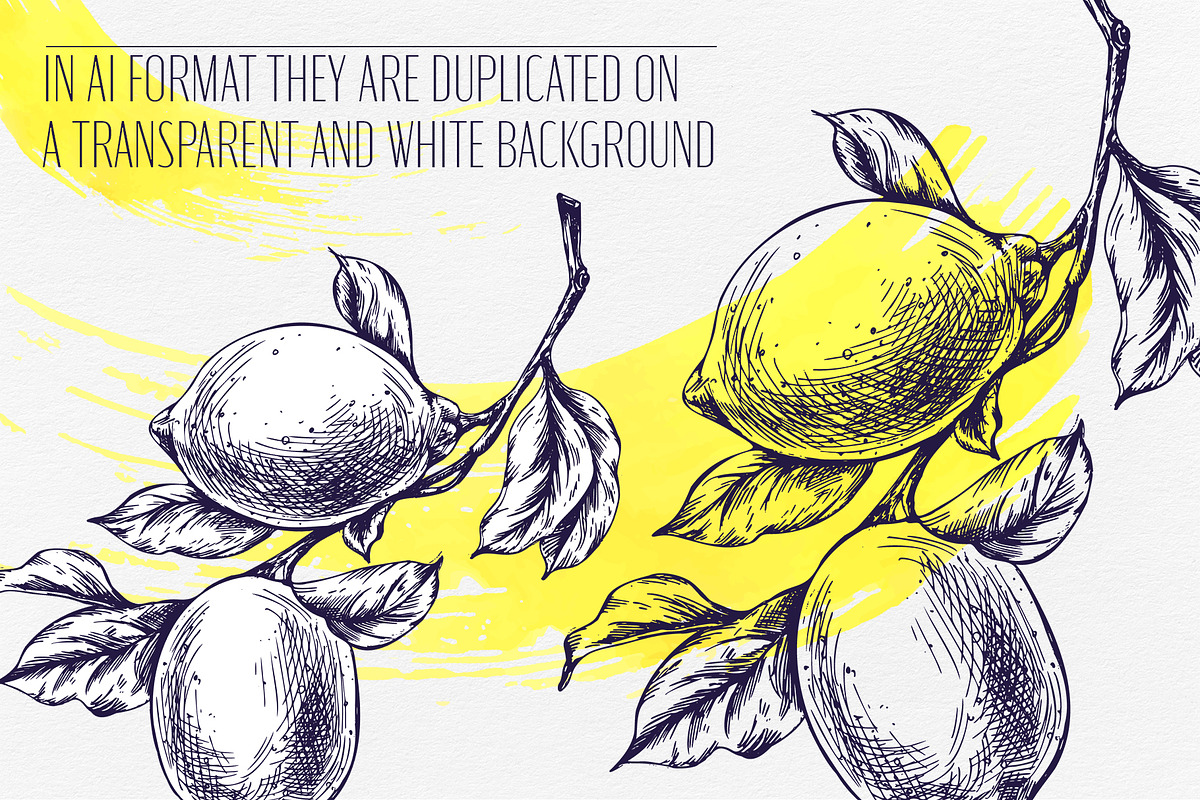 Vintage Lemon Engraving Collection, a Food Illustration by NATASHA CHU (Photo 3 of 14)