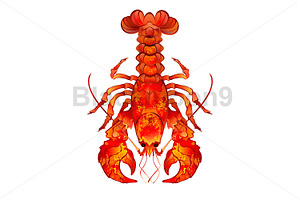 Red Boiled Lobster, an Animal Illustration by blackmoon9
