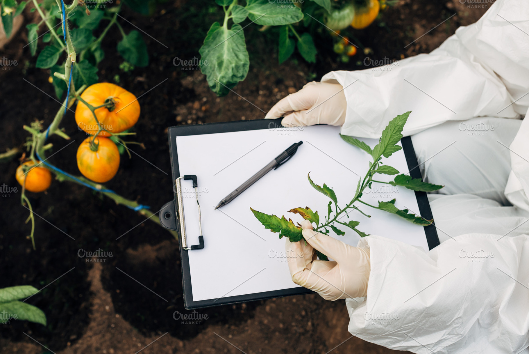Tomato cultivation stock photo containing gathering and indoors, a Health & Medical Photo by NickSorl Shop